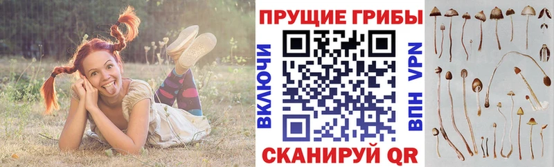 Псилоцибиновые грибы мицелий Купить Трёхгорный